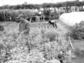 “滇中糧倉”宜良??種植花卉 農(nóng)民走上致富路