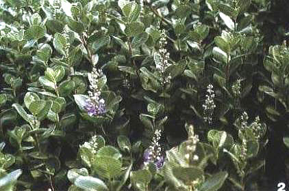 單葉蔓荊開(kāi)花時(shí)