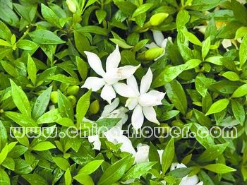 廣州地區(qū)值得推廣的幾種鄉(xiāng)土花木
