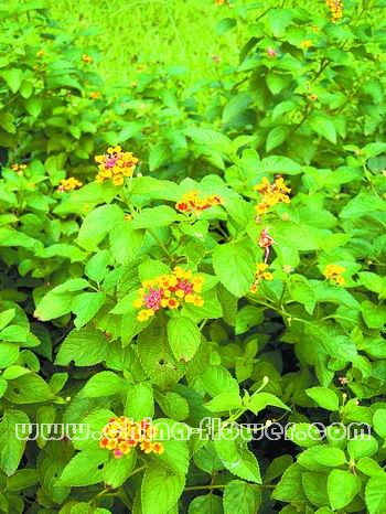 廣州地區(qū)值得推廣的幾種鄉(xiāng)土花木
