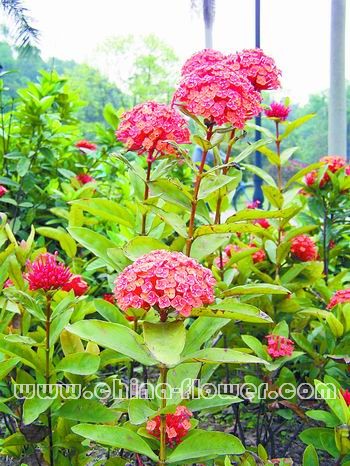 廣州地區(qū)值得推廣的幾種鄉(xiāng)土花木