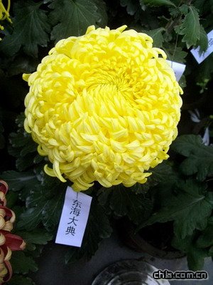 北海公園舉辦第二十九屆菊花展