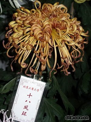 北海公園舉辦第二十九屆菊花展