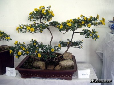 北海公園舉辦第二十九屆菊花展