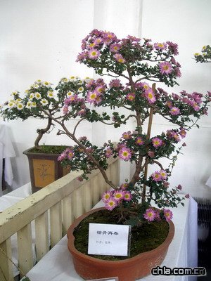 北海公園舉辦第二十九屆菊花展