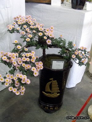 北海公園舉辦第二十九屆菊花展