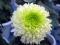 綠牡丹(圖)