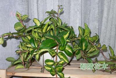 花葉球蘭栽培技術