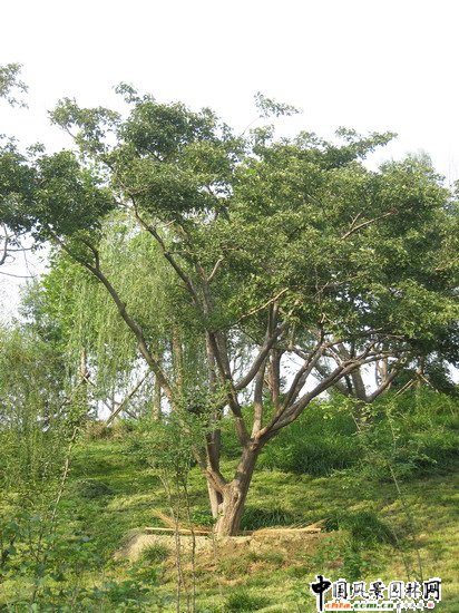 2008社會優質工程之大興區舊宮鎮旺興湖郊野公園