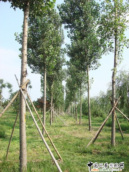 2008社會(huì)優(yōu)質(zhì)工程之大興區(qū)舊宮鎮(zhèn)旺興湖郊野公園