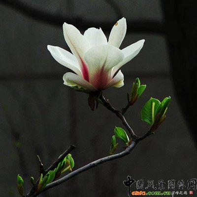 白玉蘭