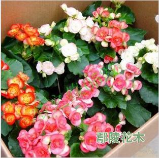 麗格海棠的栽培與繁殖技術(shù)(圖)