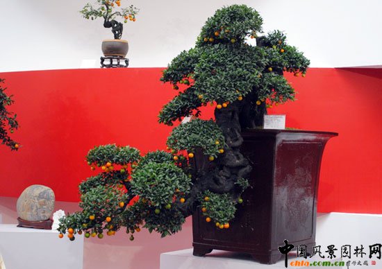 ���ߌû�����(����)�҃�չ--�Ĵ�չ�^