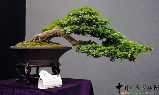 ���ߌû�����(����)�҃�(n��i)չ--�ؑcչ�^(q��)