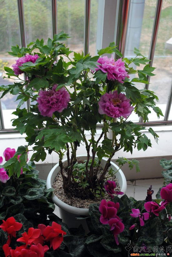 ���ߌû�����(hu��)(����)�҃�(n��i)չ--��Ʒ����