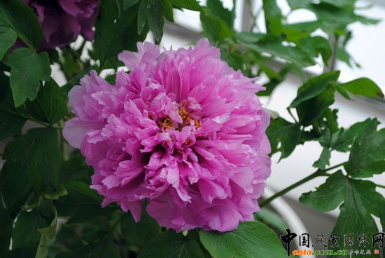 ���ߌû�����(hu��)(����)�҃�(n��i)չ--��Ʒ����