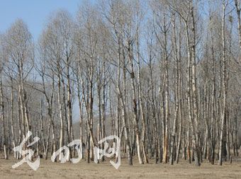 ���^�����F��ľ���������F�� ����ˮ�YԴ�T��