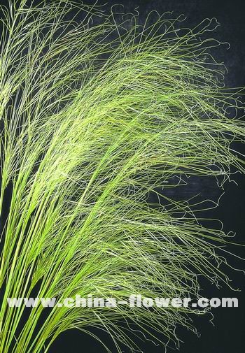 多年生觀賞草新品種介紹(組圖)針茅‘婚紗’