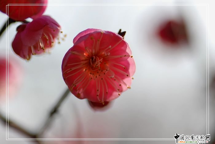 踏雪尋梅 梅花風(fēng)景圖片總集賞析(組圖)