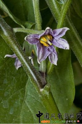 茄子‘天蝎座’( Aubergine ‘Scorpio’)