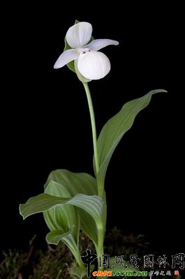 白花黃花杓蘭(Cypripedium flavum white-flowered)
