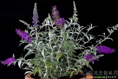 醉魚草蜂鳴系列(Buddleja davidii Buzz Series)