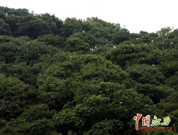 林遠(yuǎn)泉:鄱陽湖畔書寫28年綠色傳奇