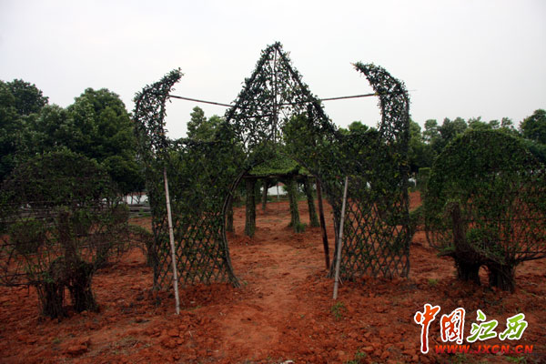 林遠(yuǎn)泉:鄱陽湖畔書寫28年綠色傳奇