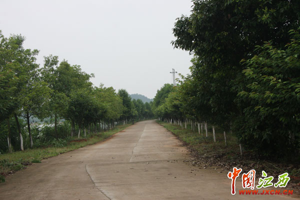 林遠(yuǎn)泉:鄱陽湖畔書寫28年綠色傳奇