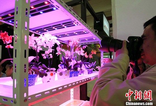 圖：上海展示“LED種植的鮮花”