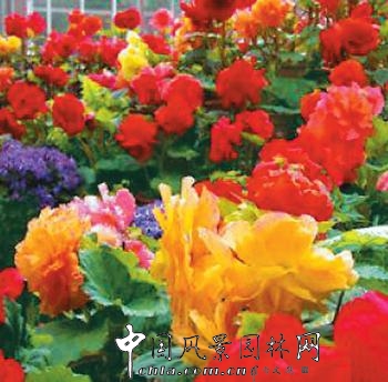 中國花卉業不能再“失語”(圖)