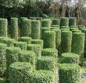 小葉女貞 造型植物