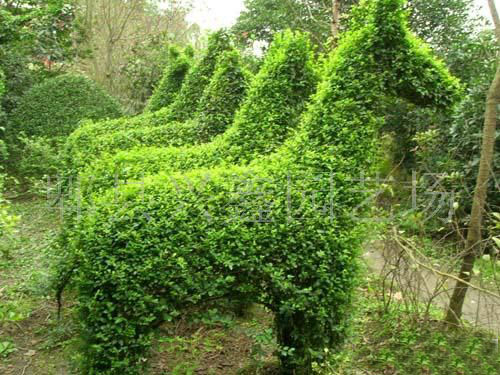 小葉女貞 造型植物