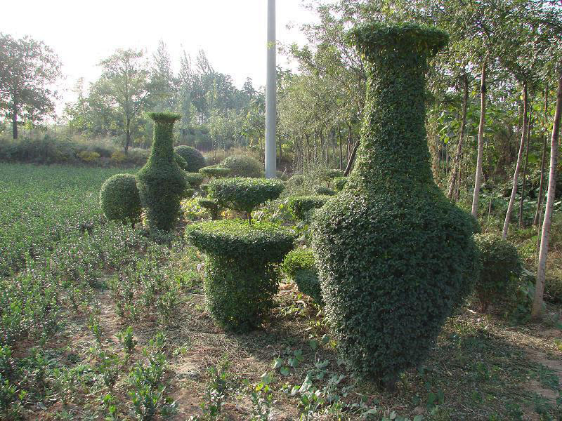 小葉女貞 造型 植物