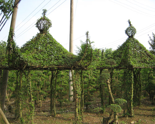 小葉女貞 植物 造型