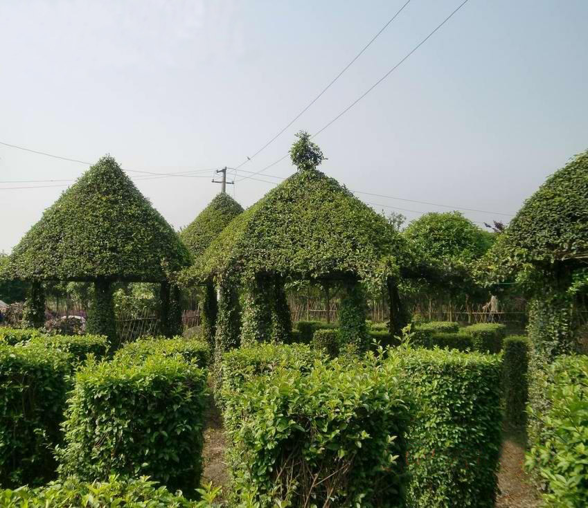 小葉女貞 植物 造型