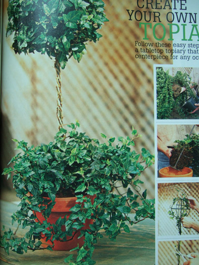 常春藤 植物 造型