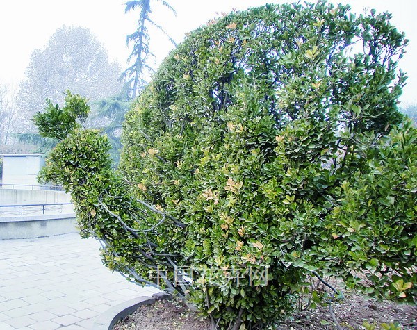 鄭州 大葉黃楊 動物