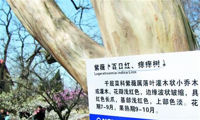 青島 種子庫 古樹