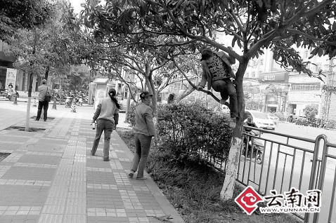 風景園林 行道樹 綠化 農藥