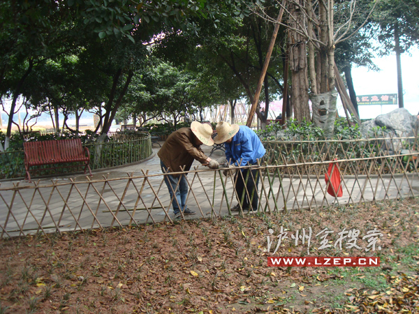 綠化帶 瀘州 破壞 中國風景園林網