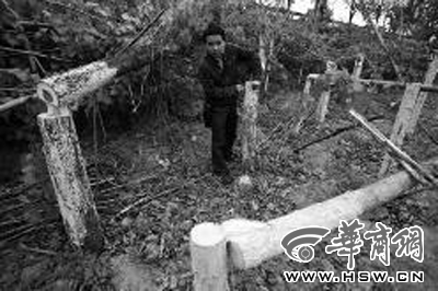 西安 綠化植樹 威脅輸電安全 樹木被腰斬