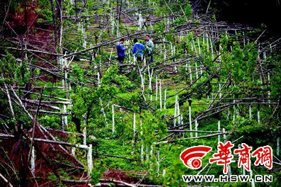 西安 綠化植樹 威脅輸電安全 樹木被腰斬