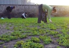 天津 綠化 挖野菜 中國風景園林網