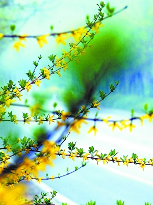 北京 公路 綠化 本土草 進口草 中國風景園林網(wǎng)