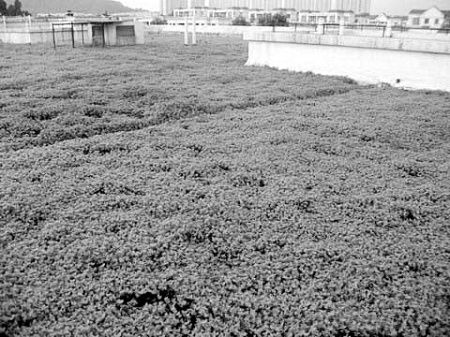 屋頂 綠地 綠化 PM 環保 中國風景園林網