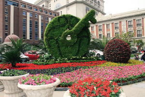 天津 花卉 植物造景
