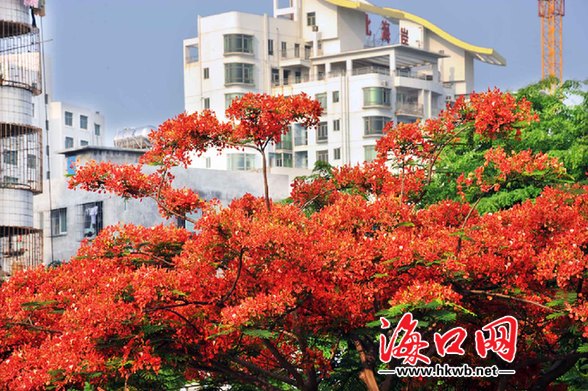 海口 綠化 植物 品種 多樣化 鳳凰花 中國風景園林網