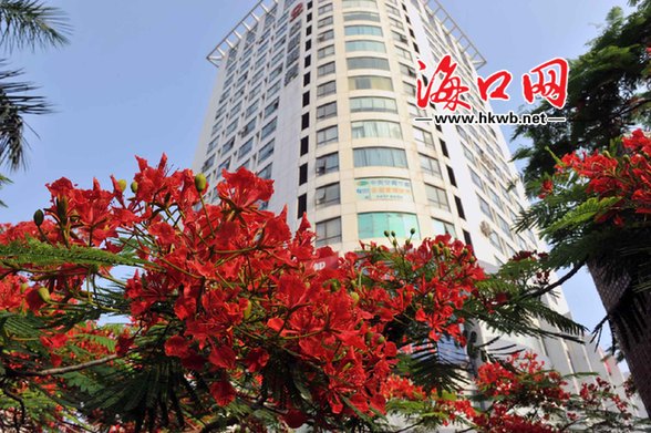 海口 綠化 植物 品種 多樣化 鳳凰花 中國風景園林網