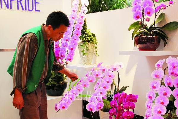 蝴蝶蘭 臺灣 催花